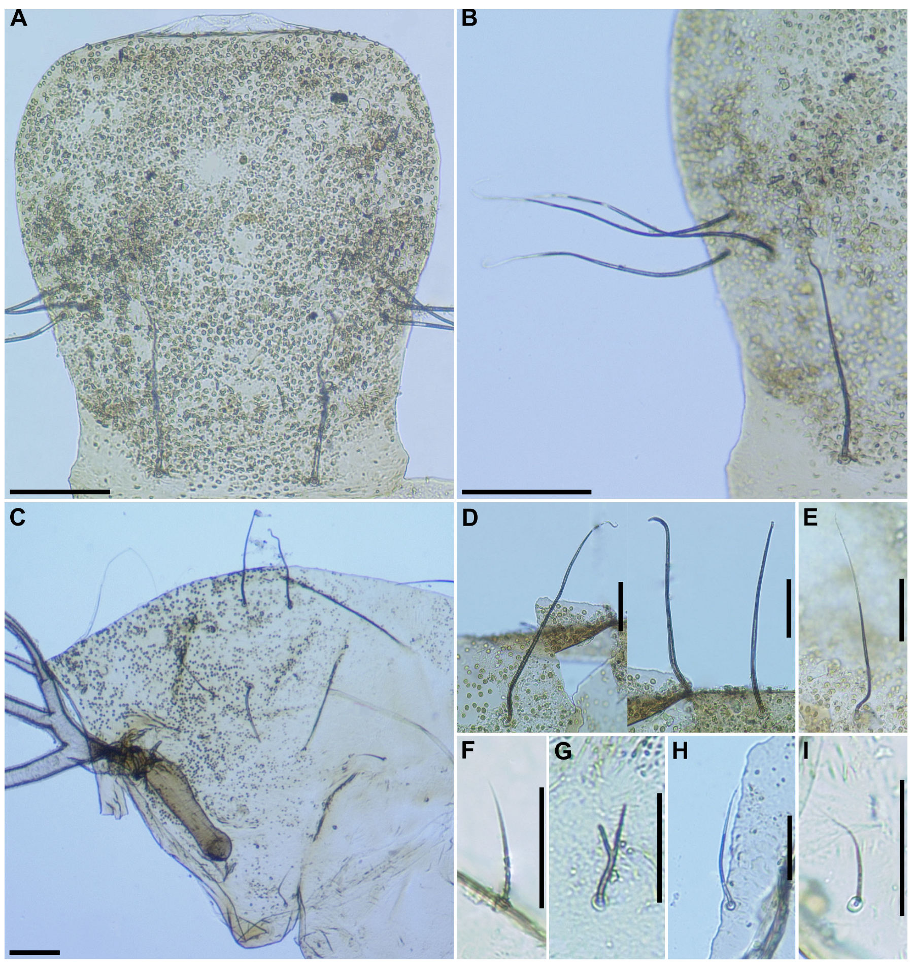 Insects 16 01034 g005