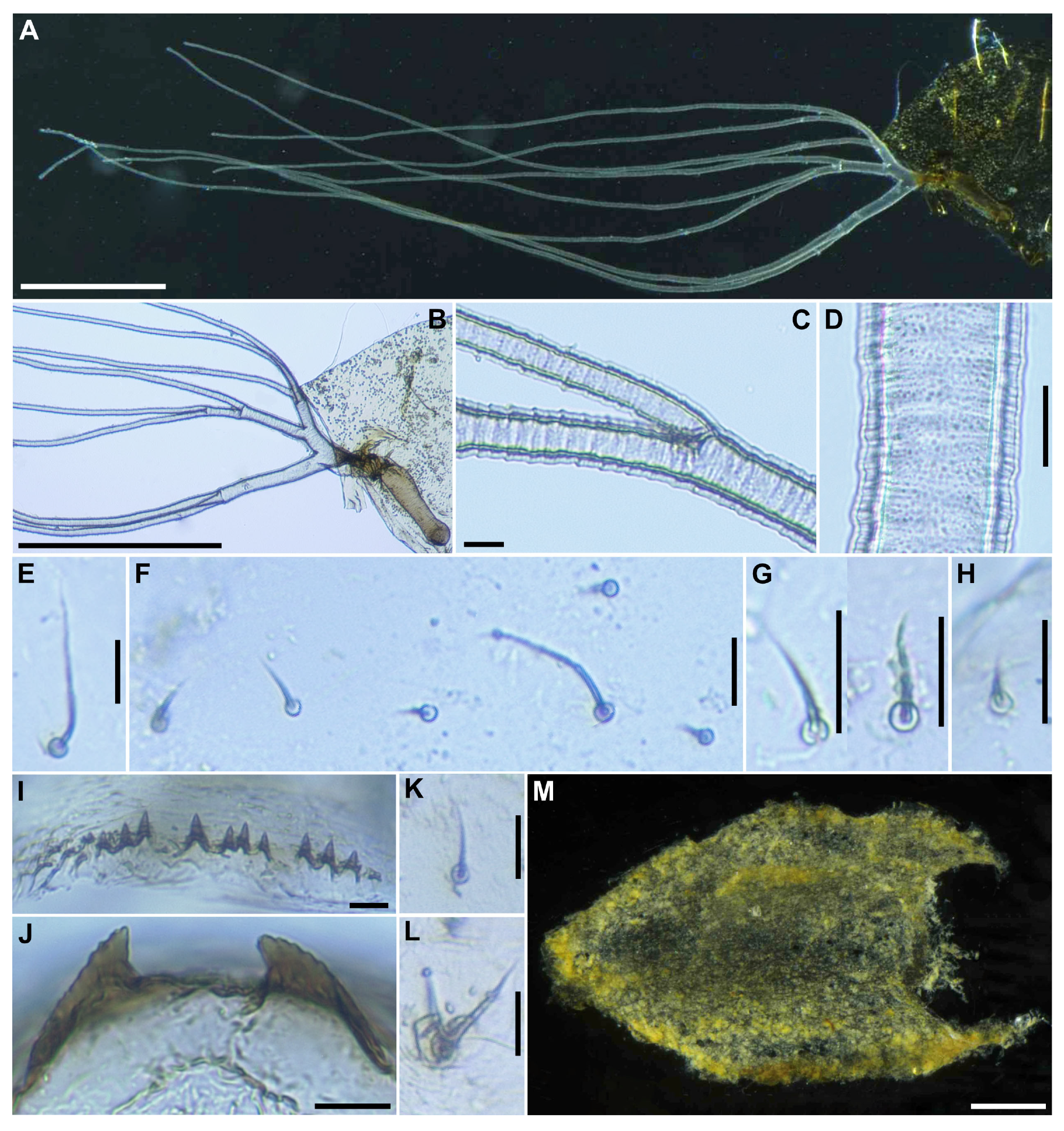 Insects 16 01034 g006