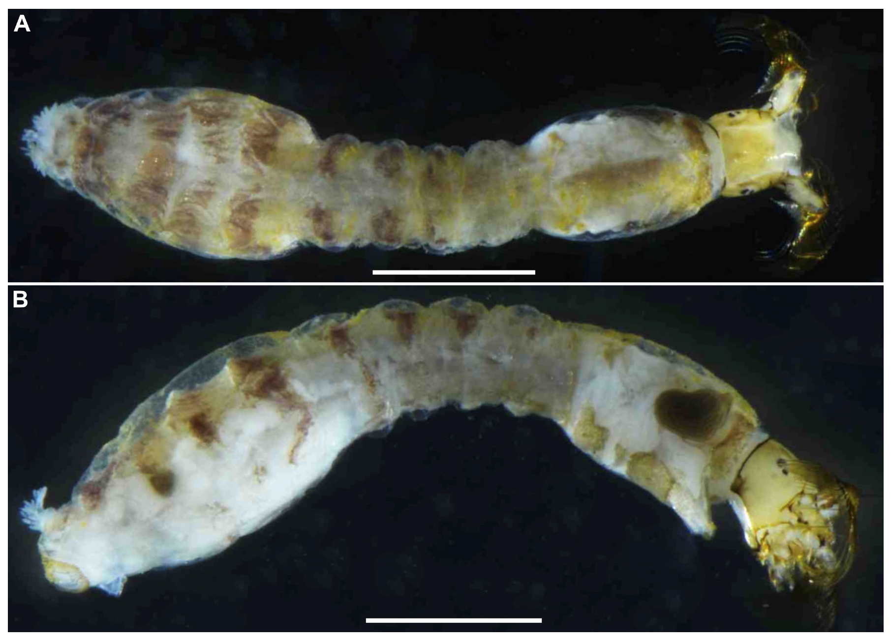 Insects 16 01034 g007