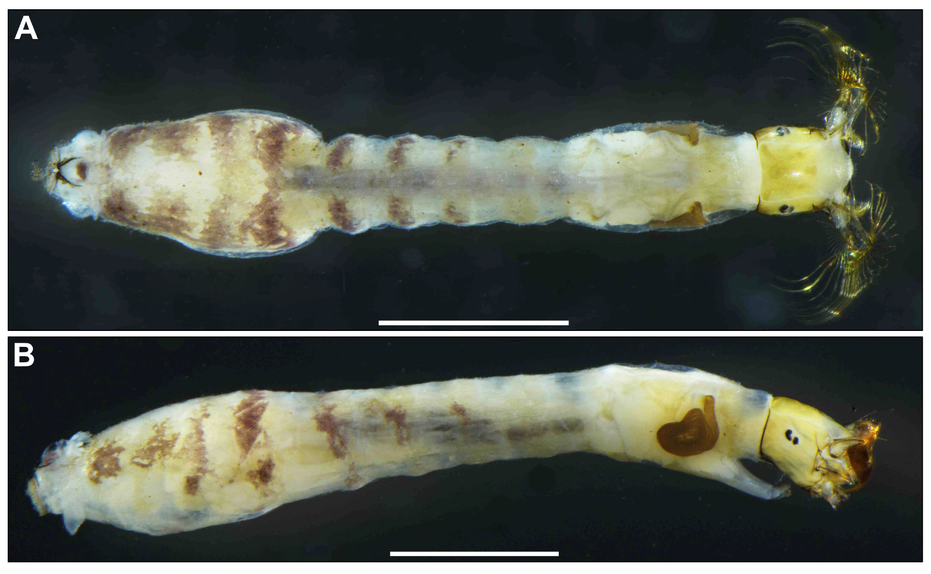 Insects 16 01034 g015