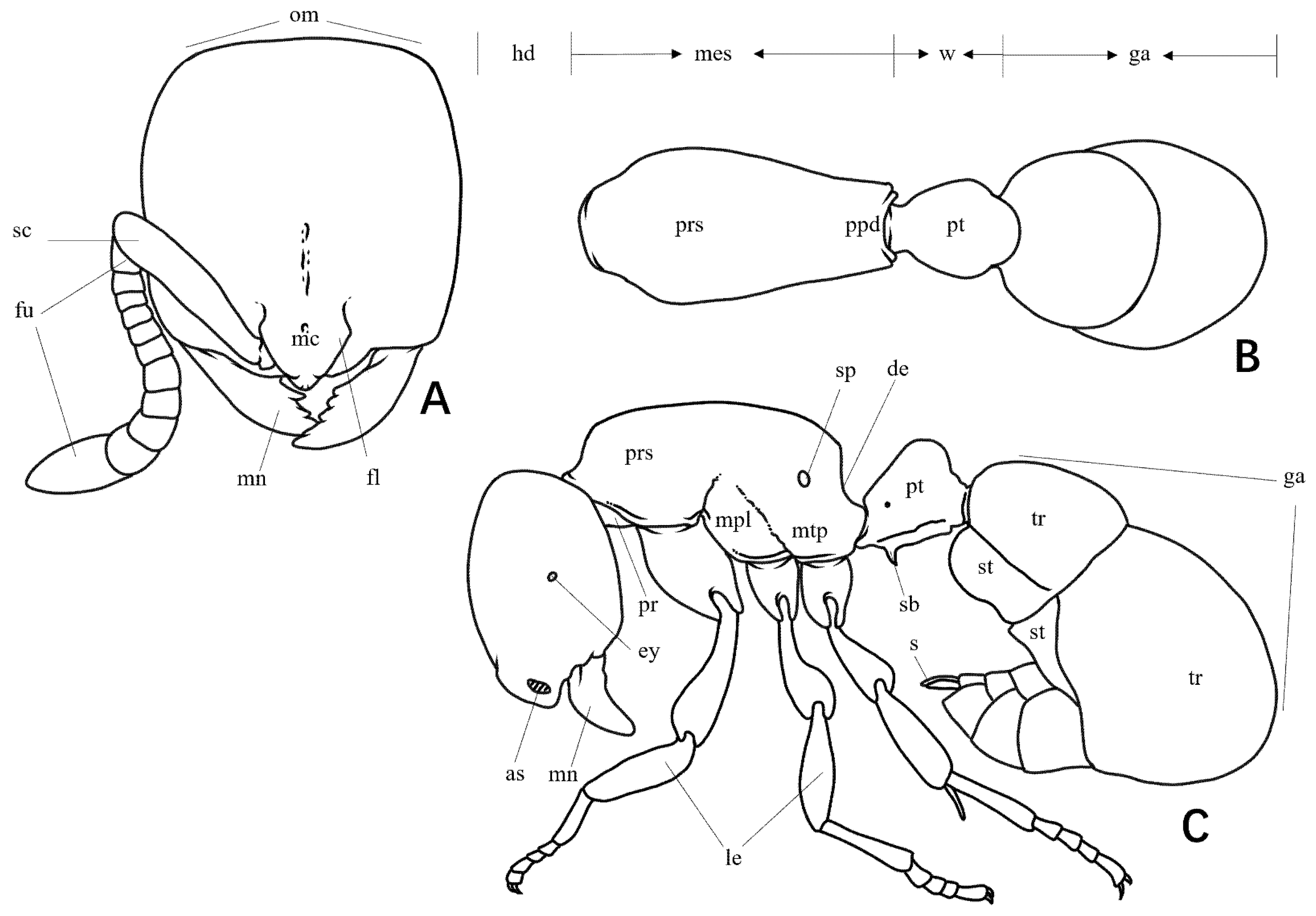 Insects 16 01060 g001 Insects 16 01060 g001