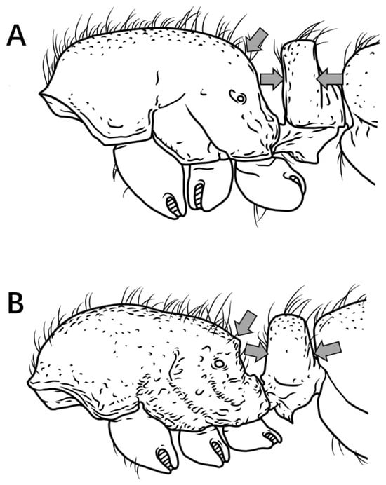Insects 16 01060 g003