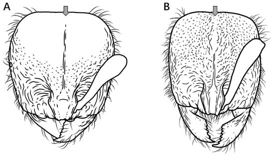 Insects 16 01060 g004