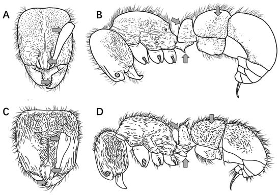Insects 16 01060 g006