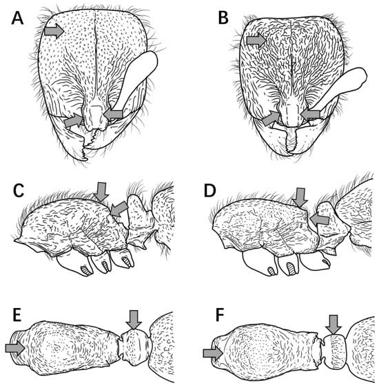 Insects 16 01060 g007