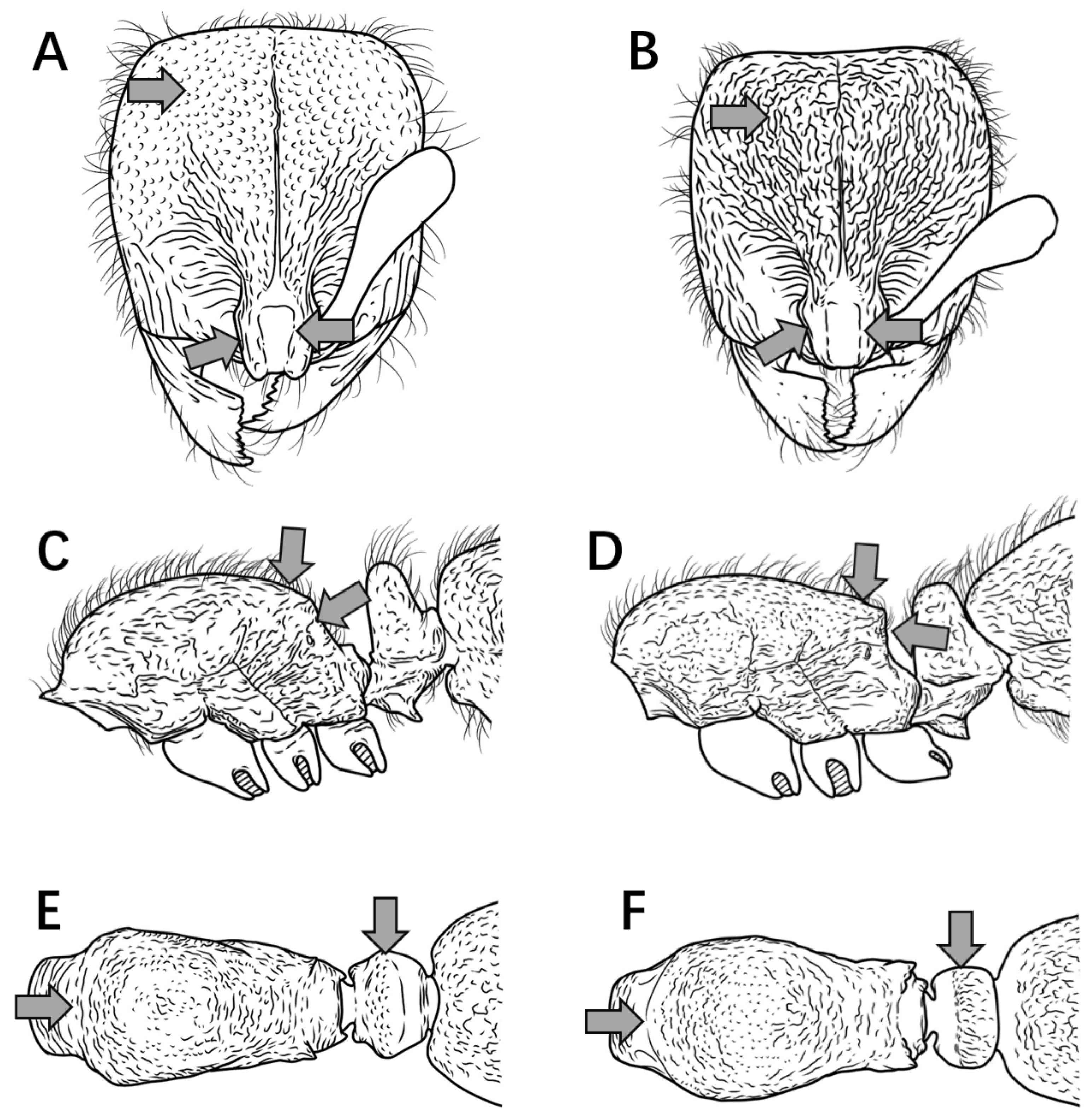 Insects 16 01060 g007 Insects 16 01060 g007