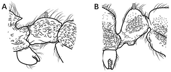 Insects 16 01060 g008