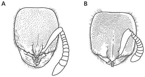 Insects 16 01060 g011