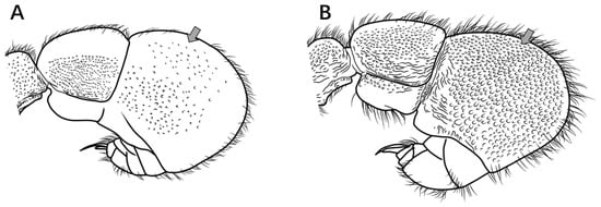 Insects 16 01060 g012