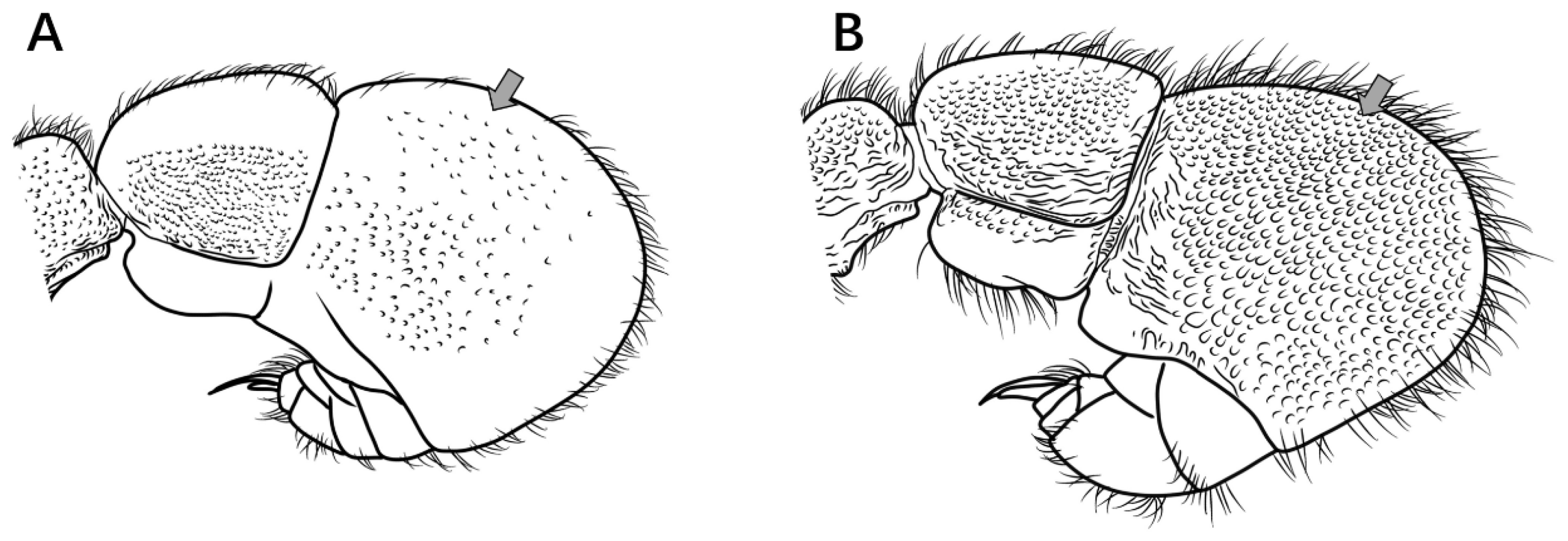 Insects 16 01060 g012 Insects 16 01060 g012