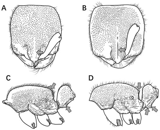 Insects 16 01060 g013