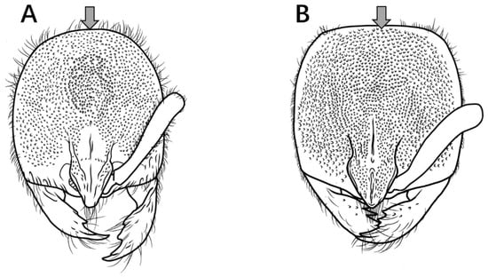 Insects 16 01060 g014