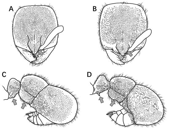 Insects 16 01060 g015