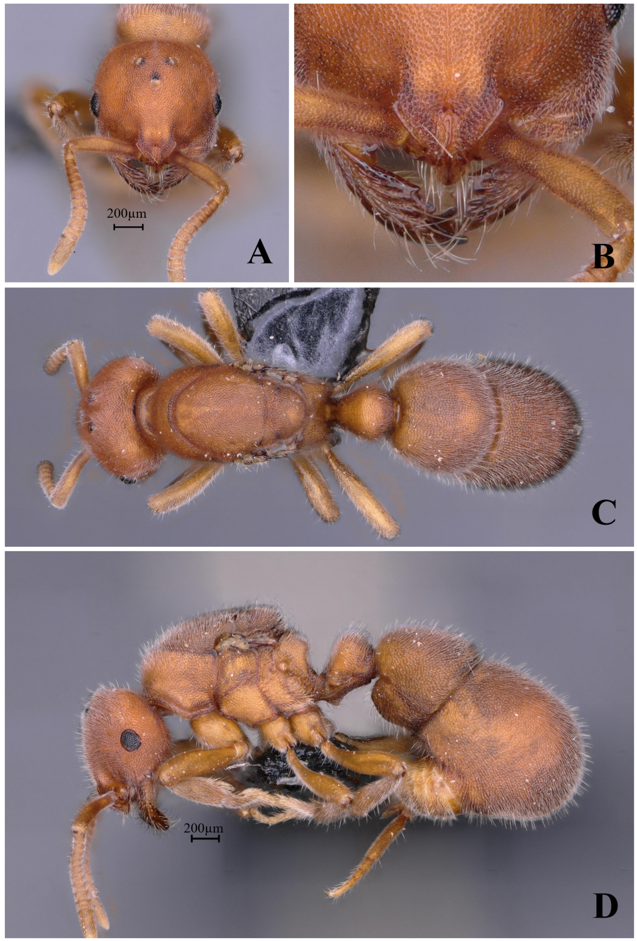Insects 16 01060 g017 Insects 16 01060 g017