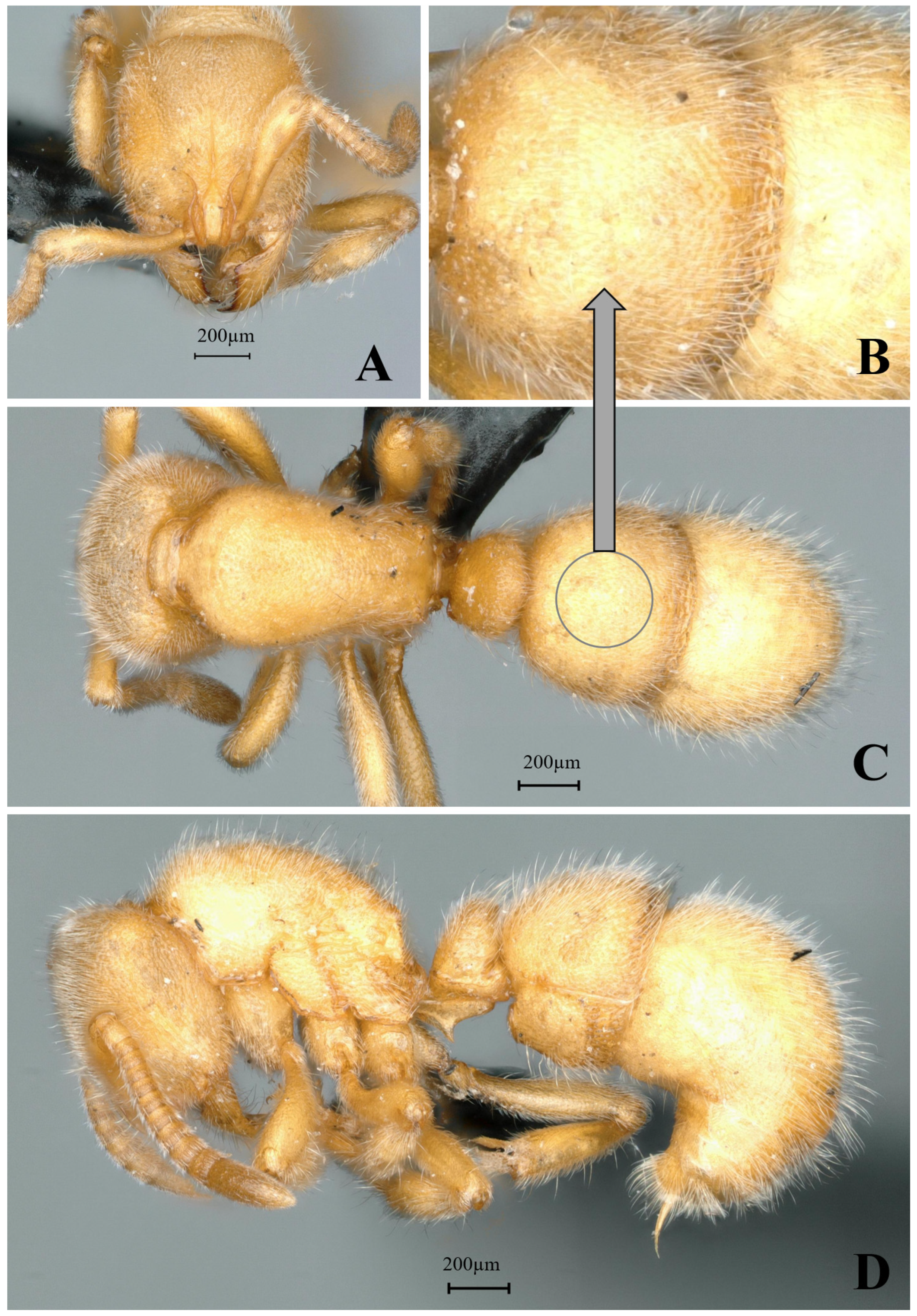 Insects 16 01060 g018 Insects 16 01060 g018