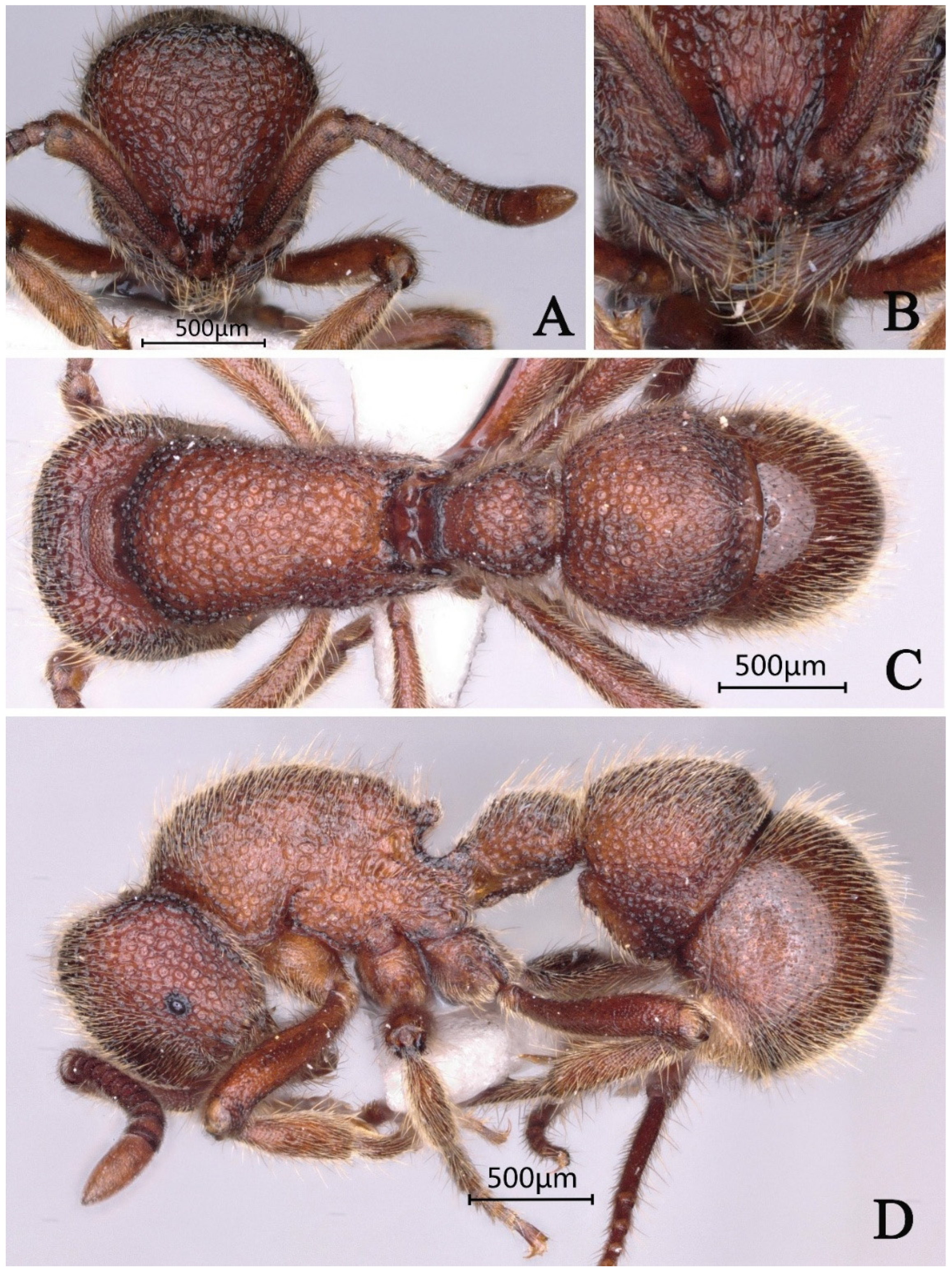 Insects 16 01060 g019 Insects 16 01060 g019