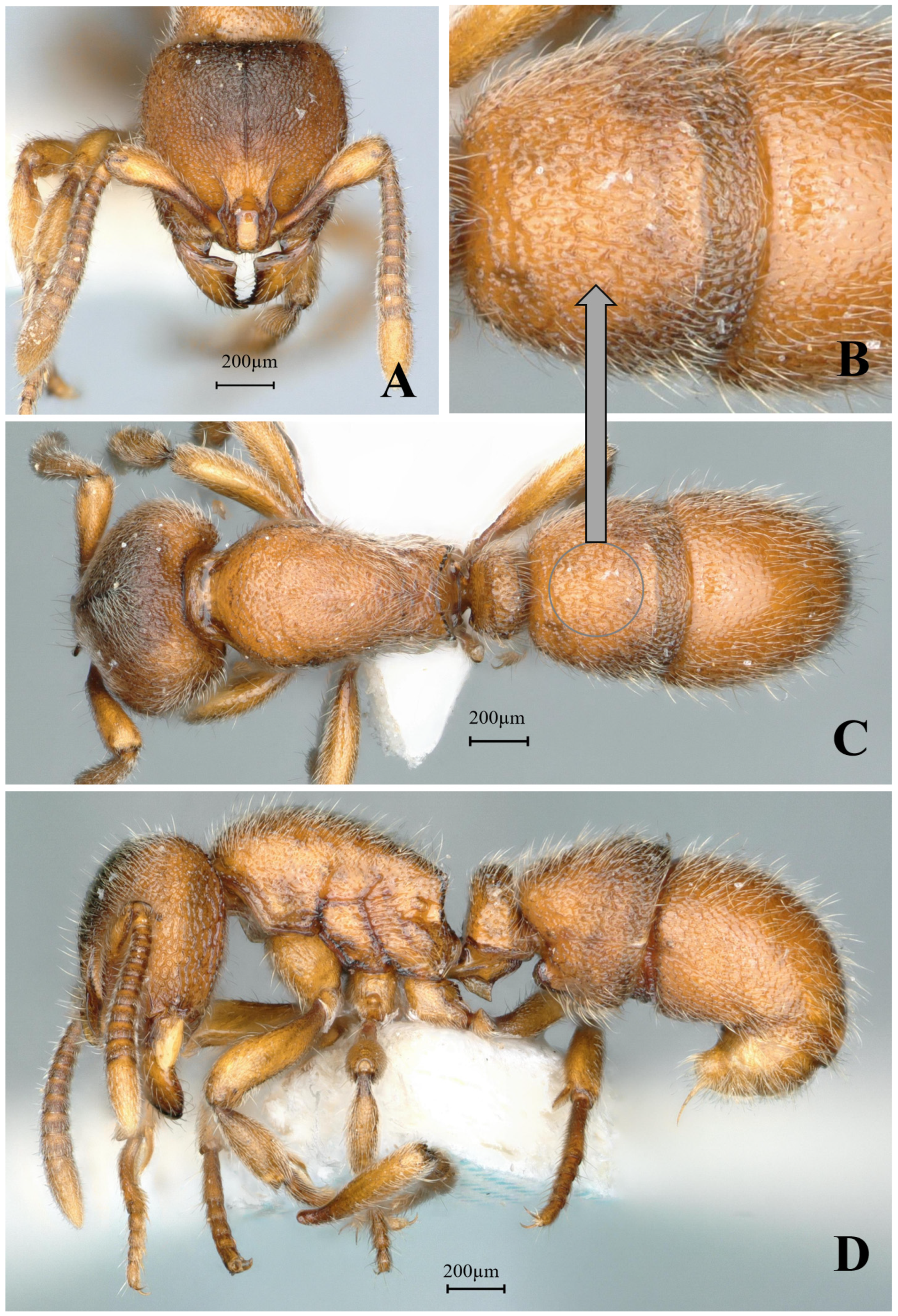 Insects 16 01060 g025 Insects 16 01060 g025