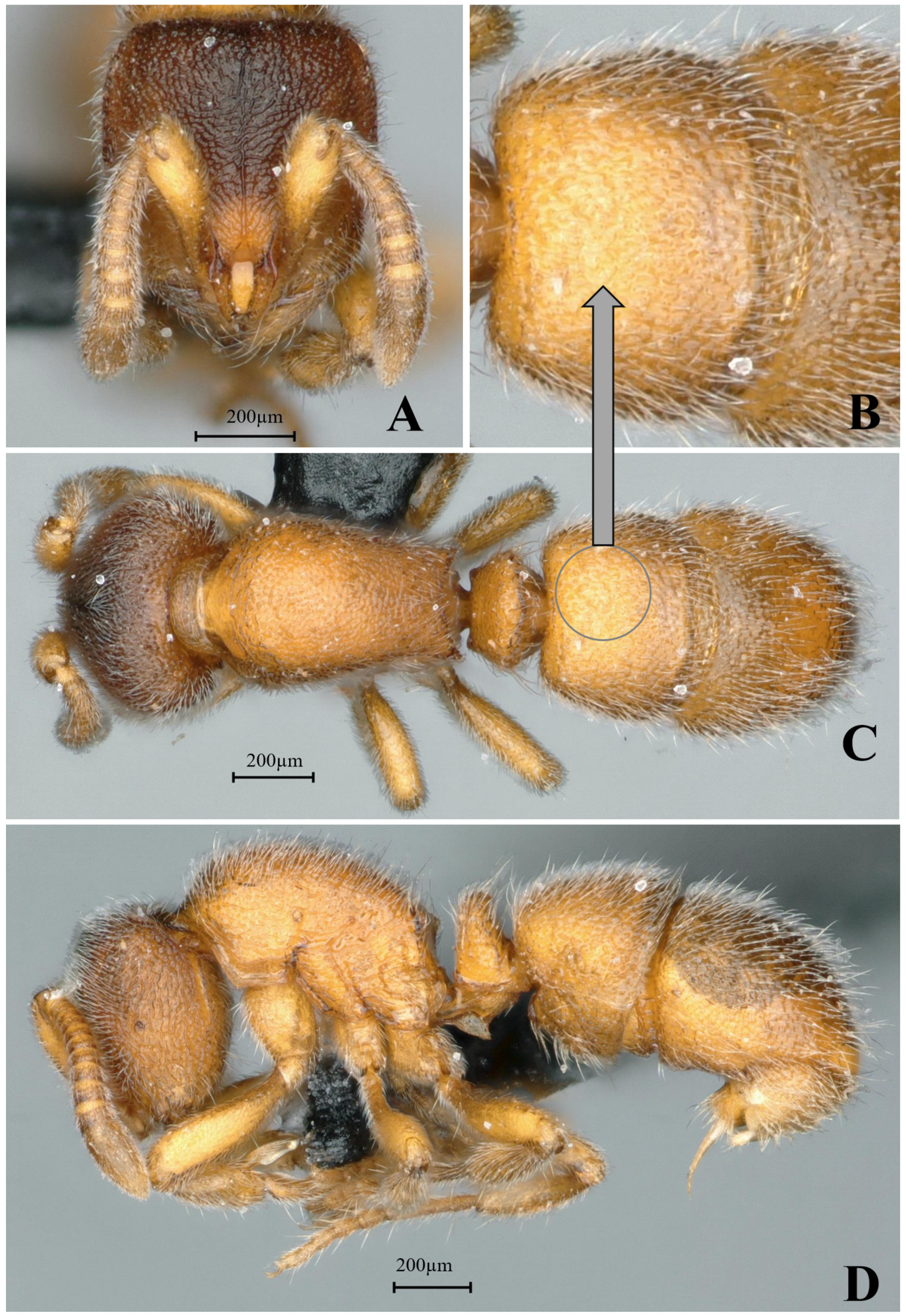 Insects 16 01060 g027 Insects 16 01060 g027