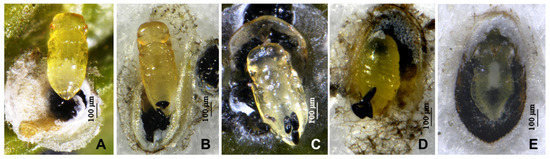 Insects 16 01070 g002