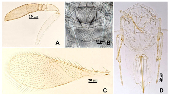 Insects 16 01070 g004