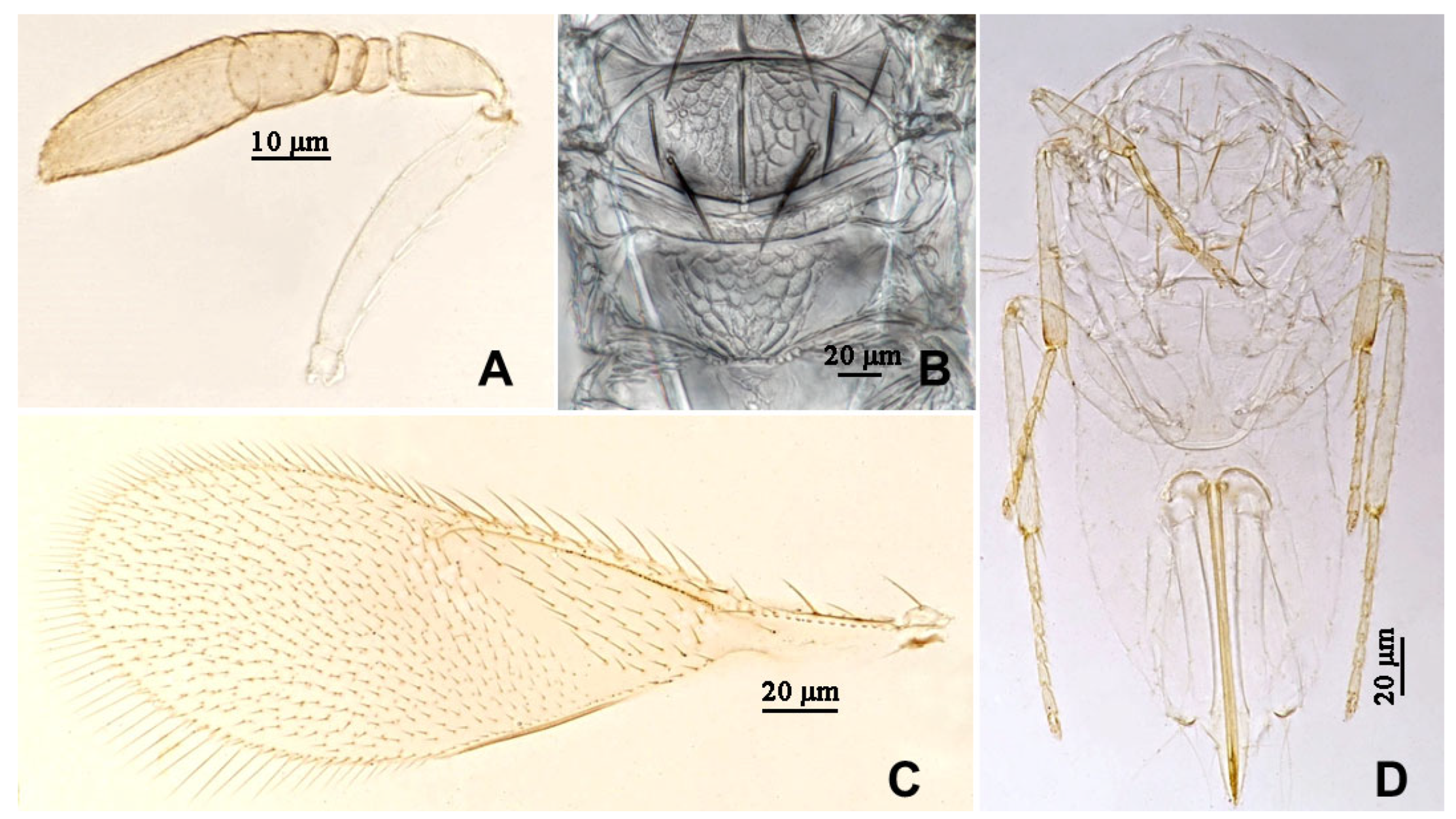 Insects 16 01070 g004