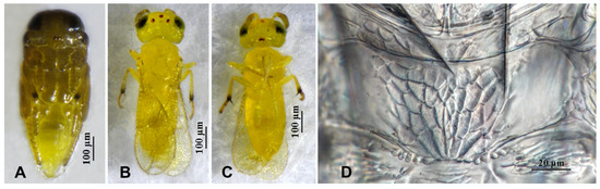 Insects 16 01070 g005