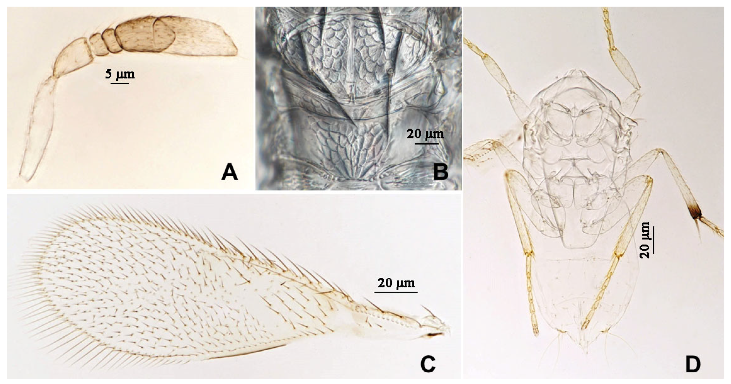 Insects 16 01070 g006