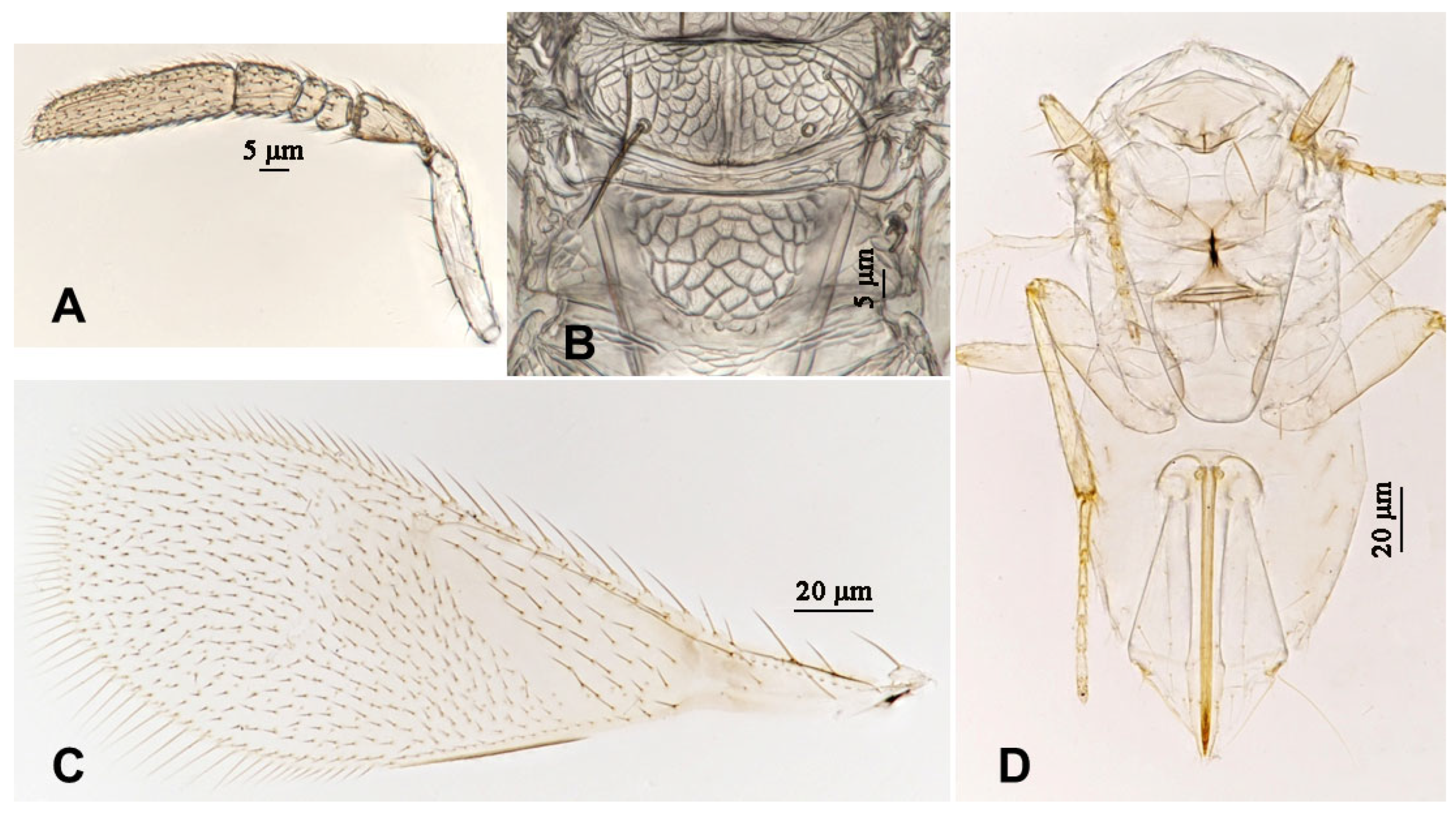 Insects 16 01070 g012