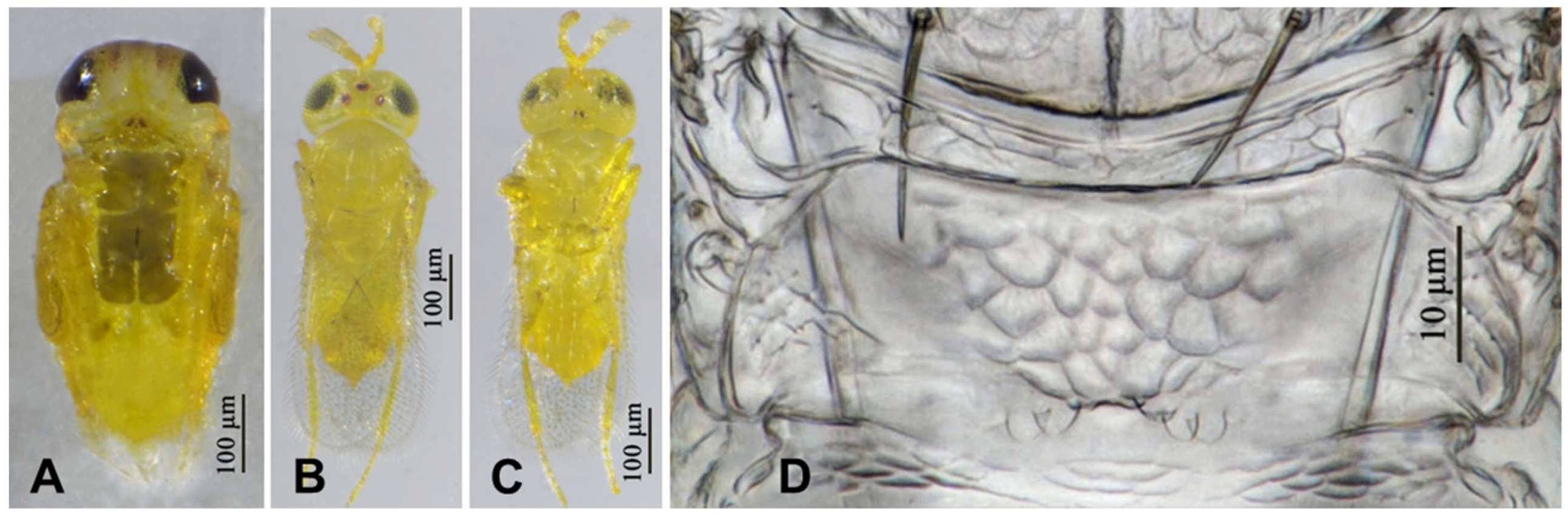 Insects 16 01070 g013