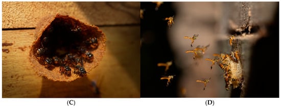 Insects 16 01079 g0a1b