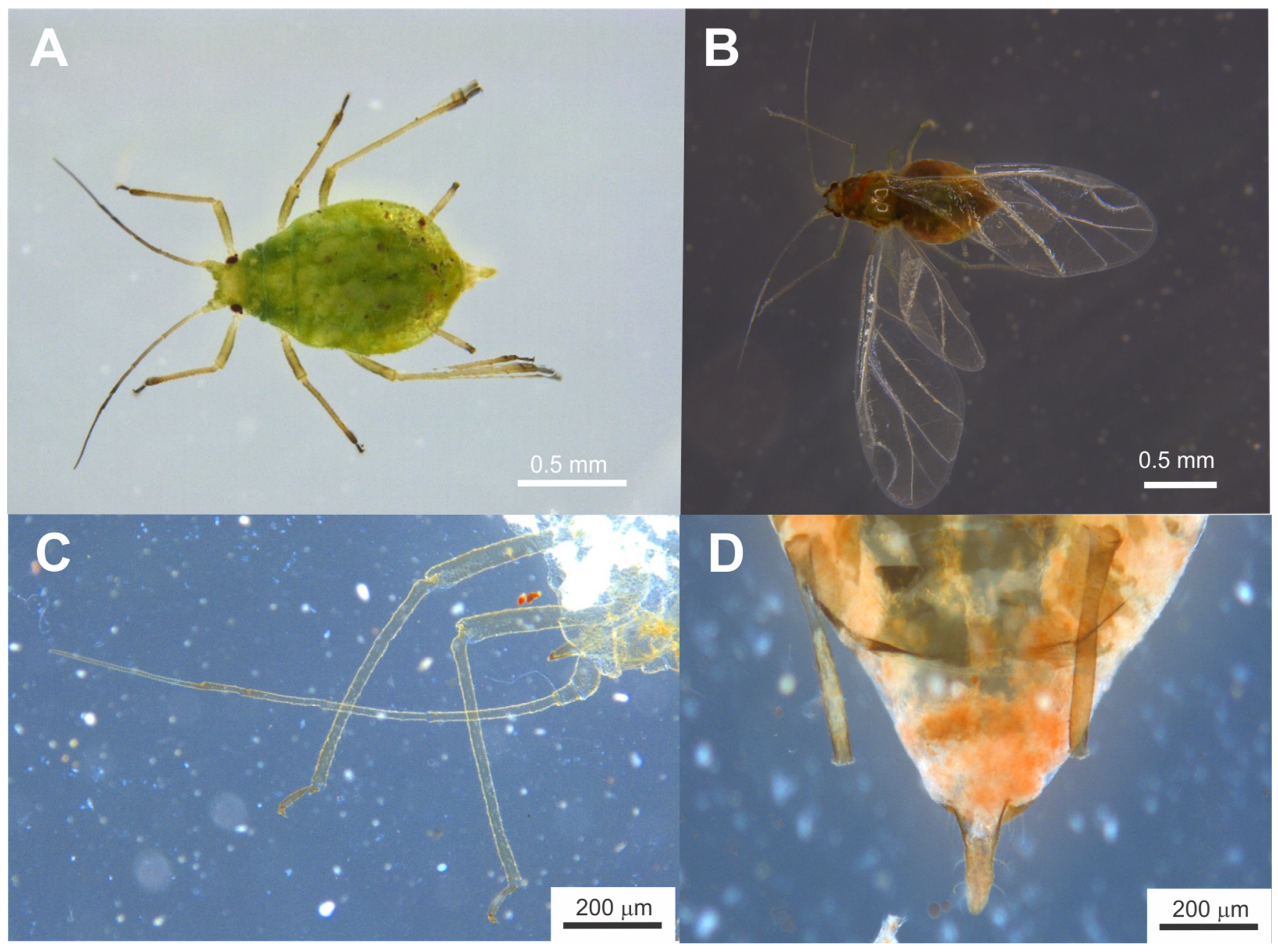 Insects 16 01088 g002 Insects 16 01088 g002