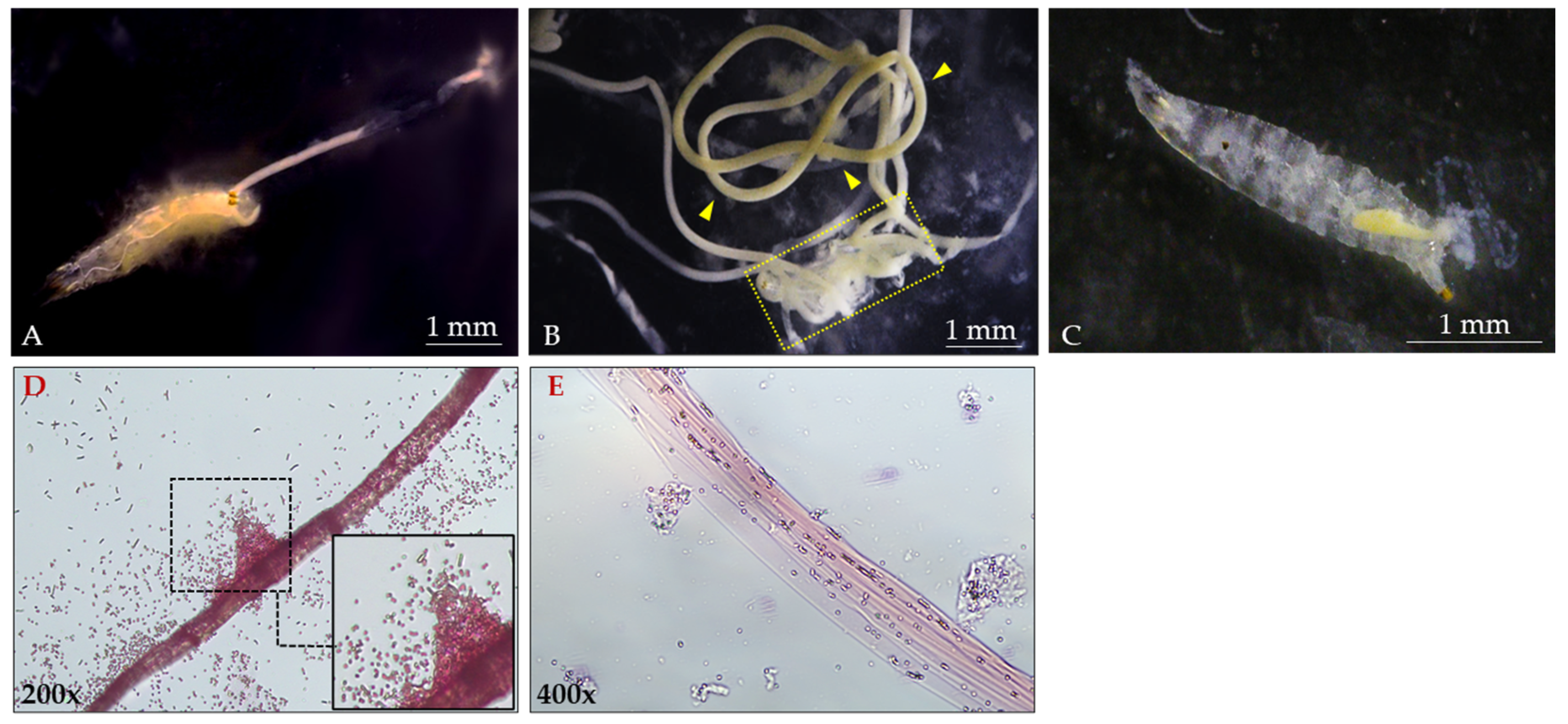 Insects 16 01090 g006