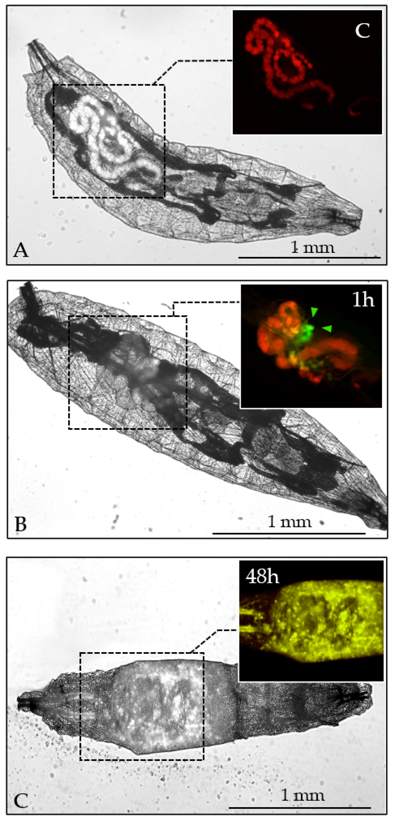 Insects 16 01090 g007