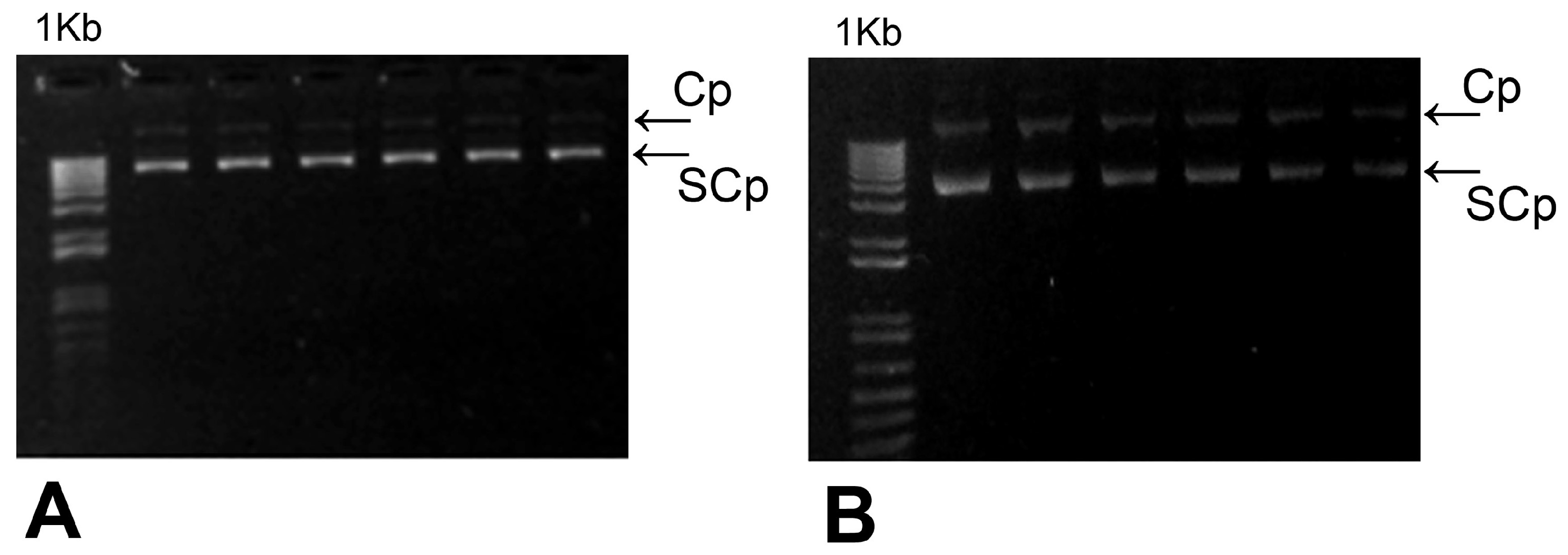 Insects 16 01095 g001
