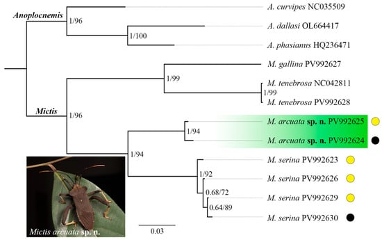 Insects 16 01099 g001