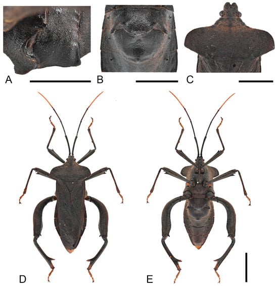 Insects 16 01099 g004