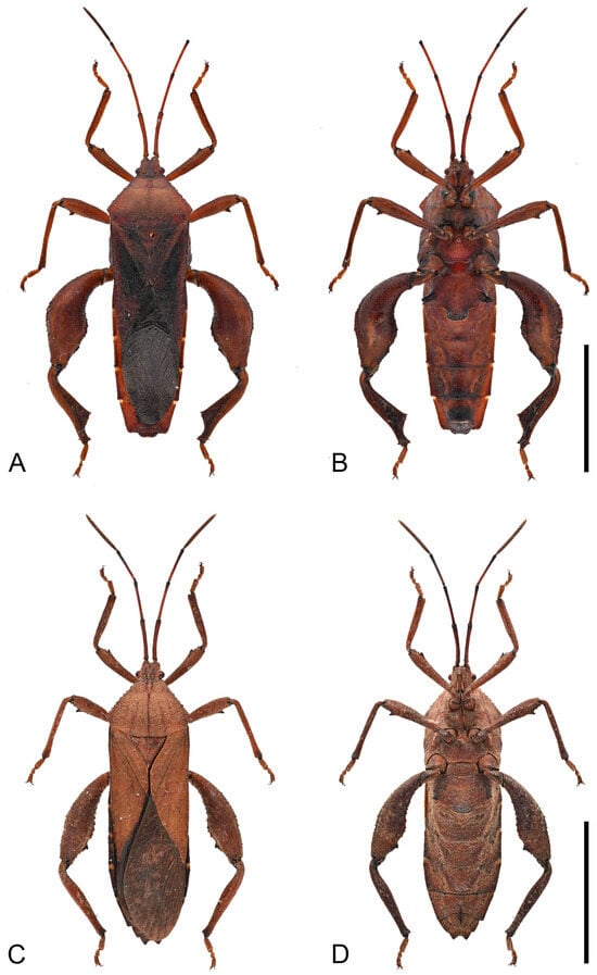 Insects 16 01099 g006