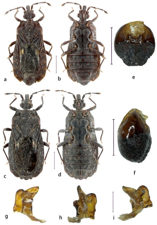 Insects 16 01121 g001