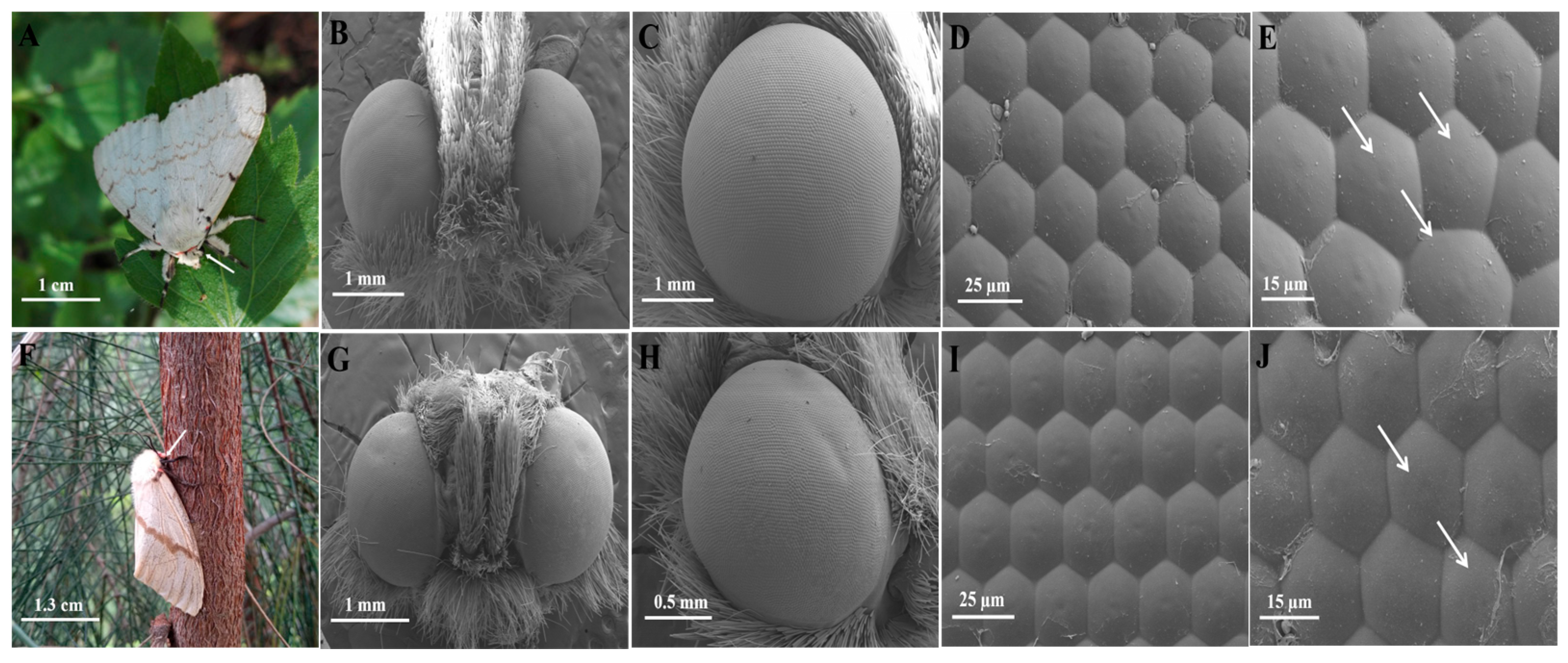 Insects 16 01122 g001 Insects 16 01122 g001