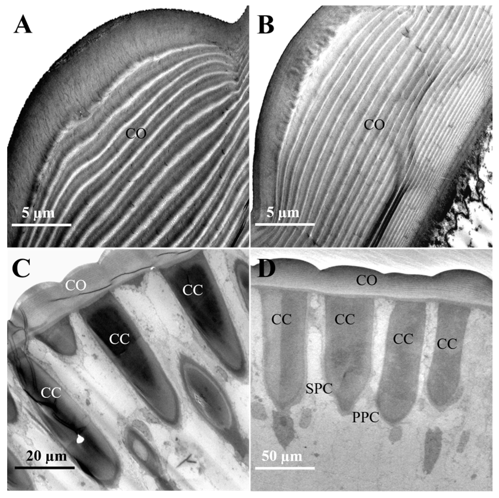 Insects 16 01122 g003 Insects 16 01122 g003