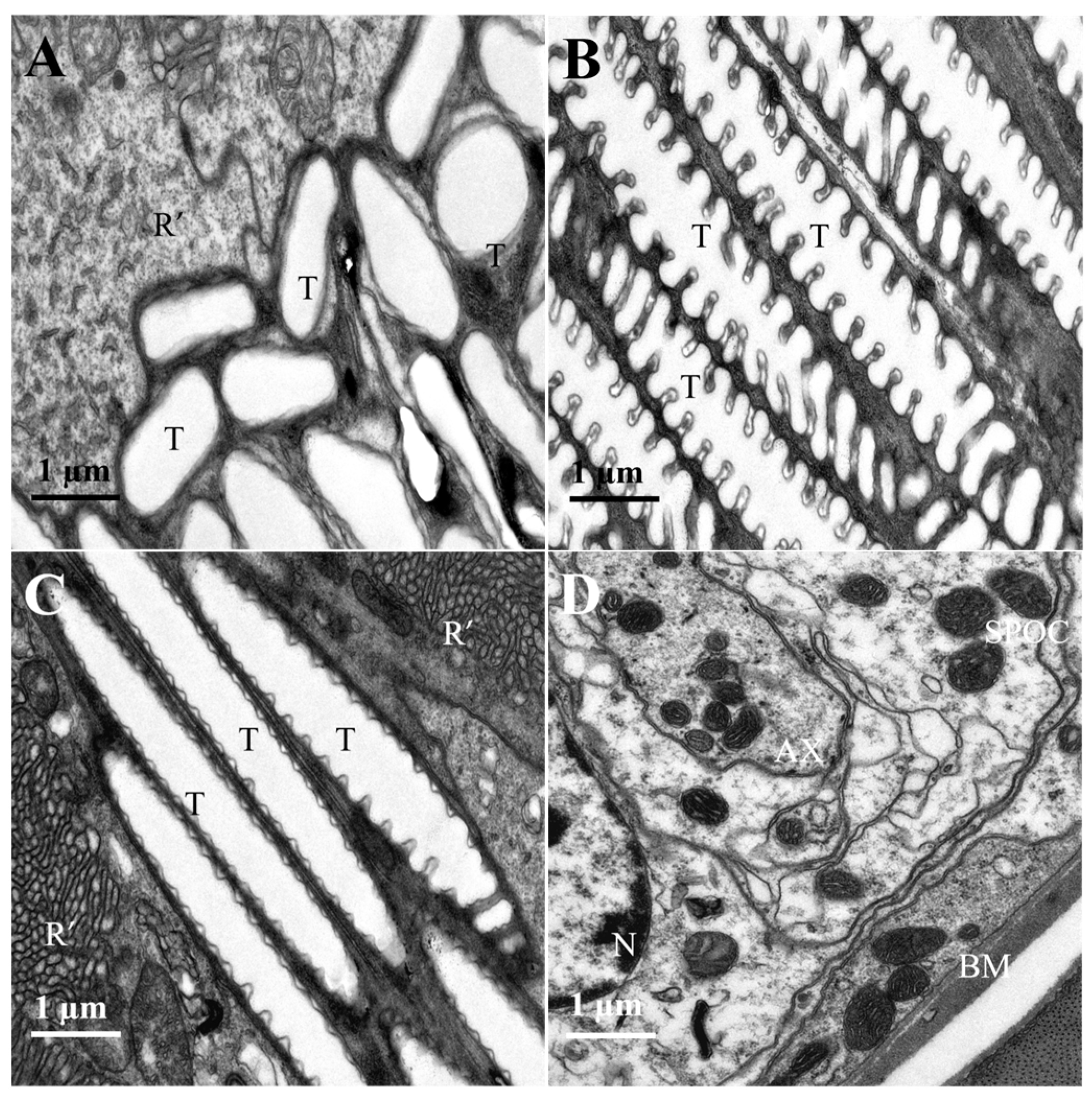 Insects 16 01122 g007 Insects 16 01122 g007