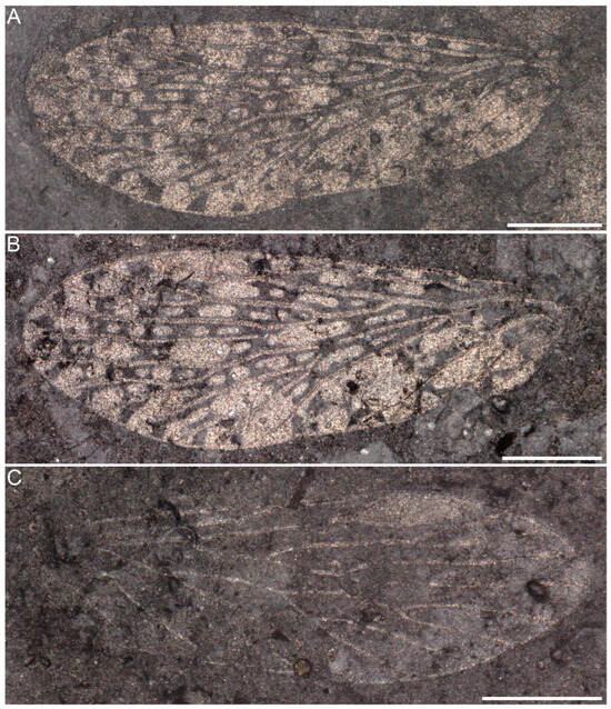 Insects 16 01130 g002