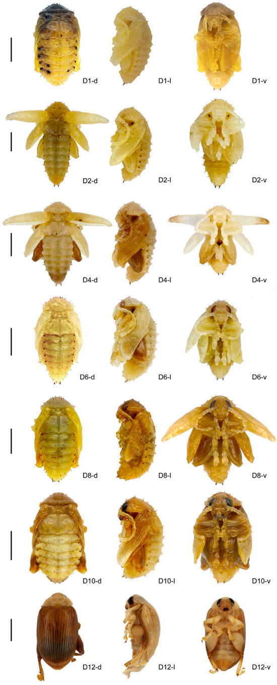 Insects 16 01133 g001