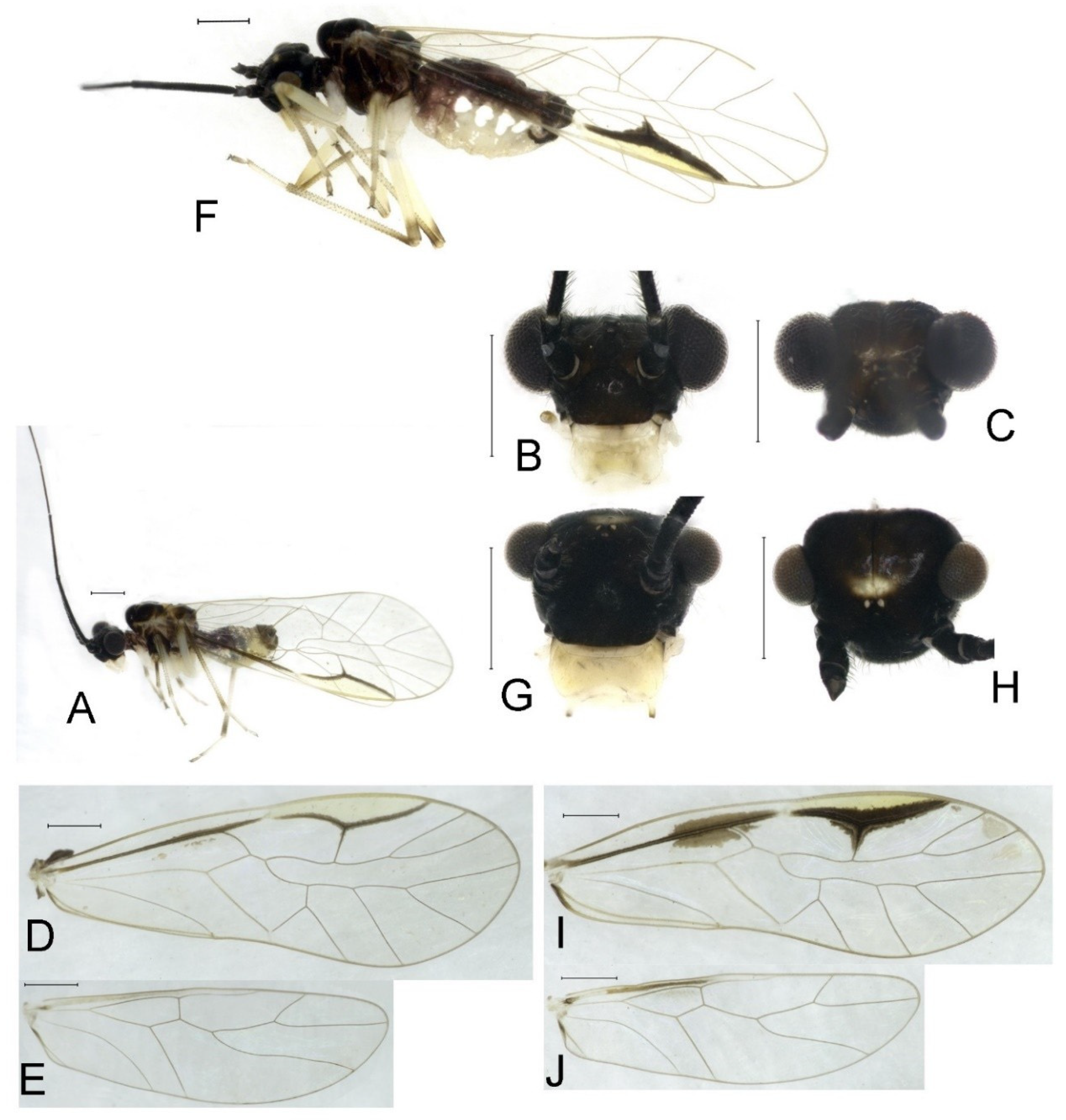Insects 16 01147 g011