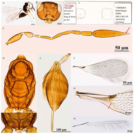 Insects 16 01166 g002