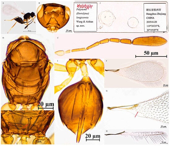 Insects 16 01166 g004