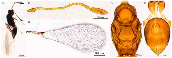 Insects 16 01166 g006