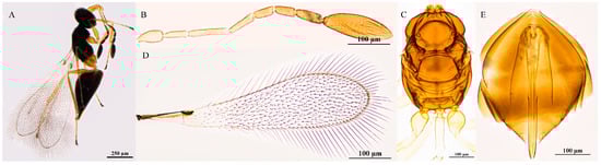 Insects 16 01166 g007