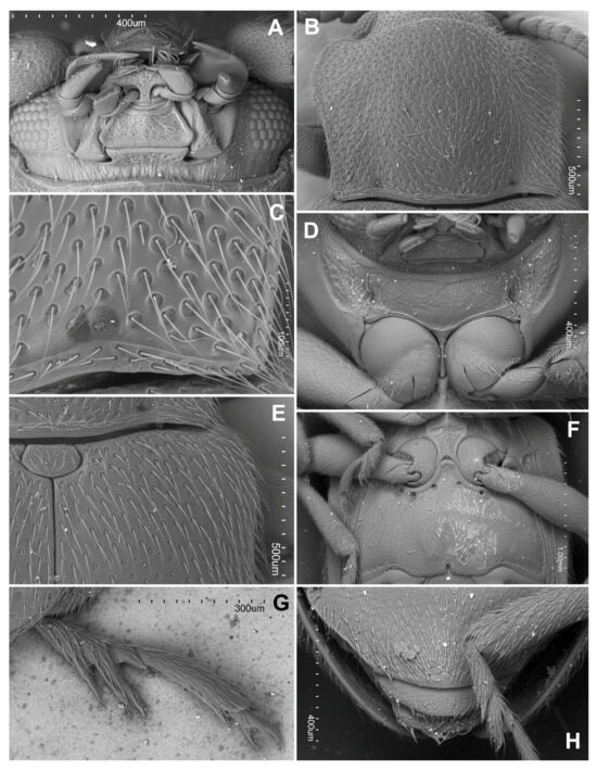 Insects 16 01178 g004