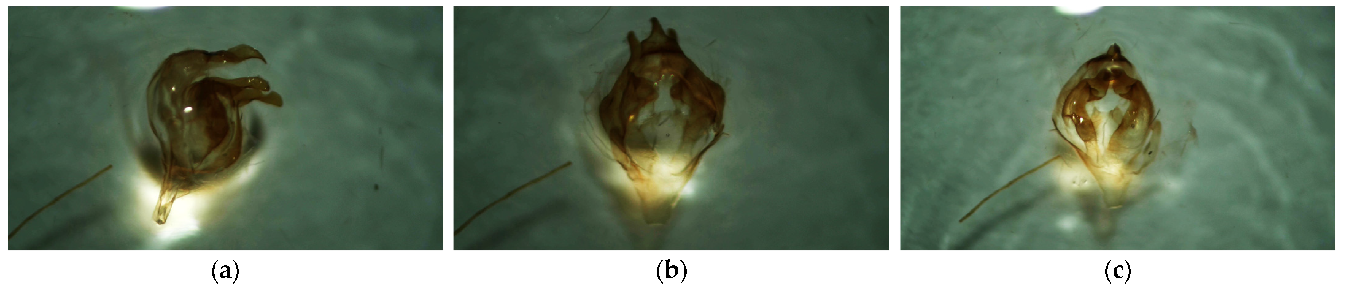 Insects 16 01189 g003